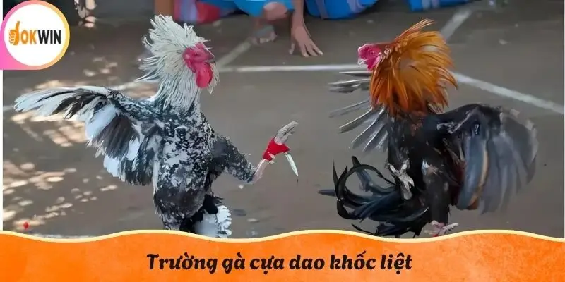 Trường gà cựa dao khốc liệt