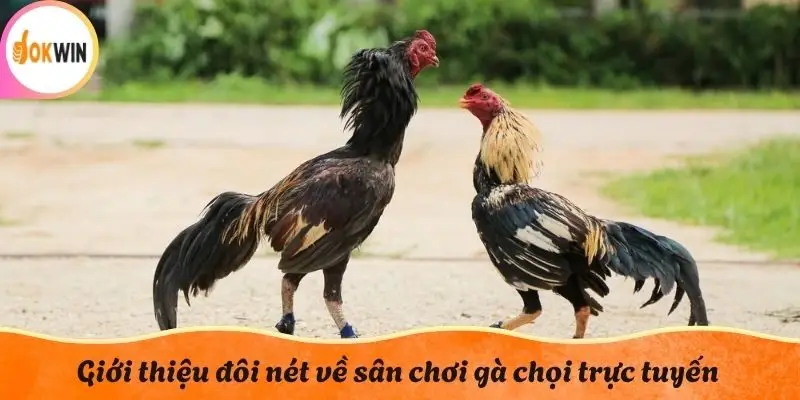 Giới thiệu đôi nét về sân chơi gà chọi trực tuyến