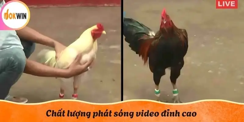 Chất lượng phát sóng video đỉnh cao